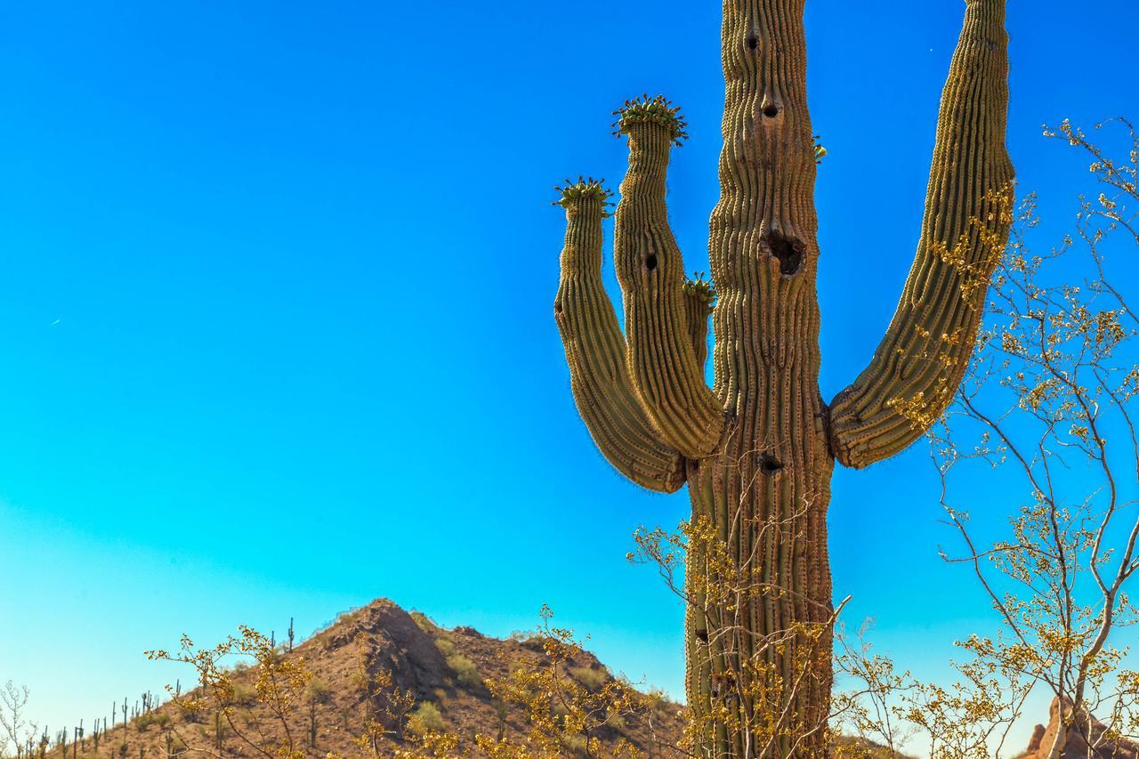 Esplendora Daire Tucson Dış mekan fotoğraf